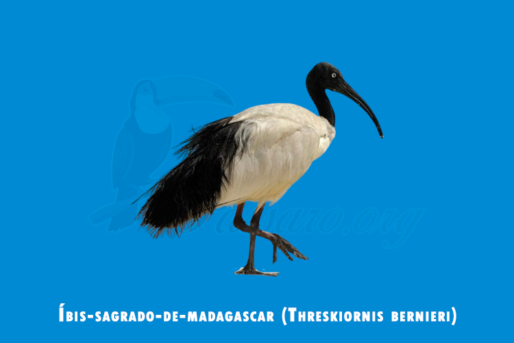 ibis-sagrado-de-madagascar (threskiornis bernieri)