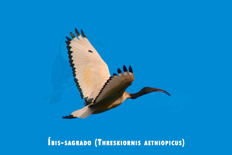 ibis-sagrado (threskiornis aethiopicus)