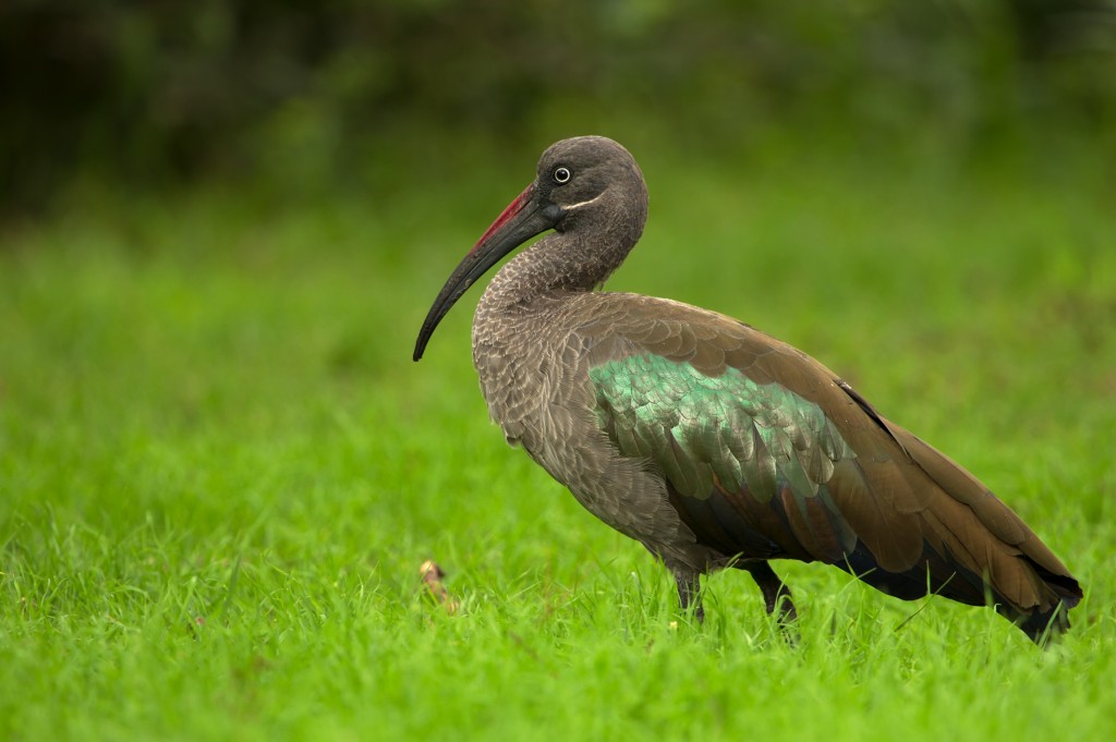 ibis verde-oliva