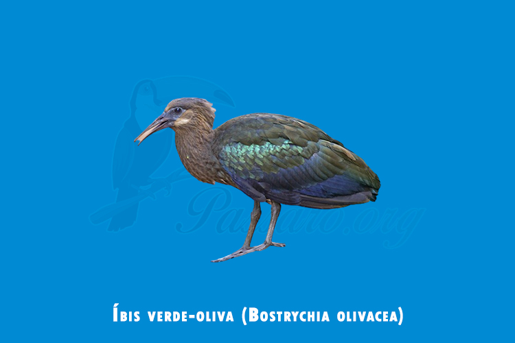 ibis verde-oliva (bostrychia olivacea)