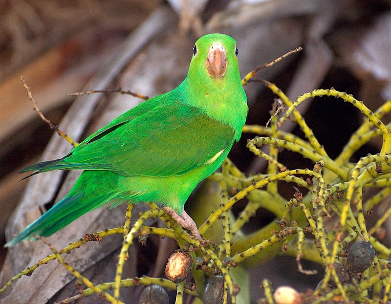 licenca para ter um periquito-verde