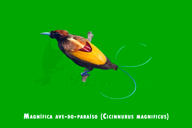 magnifica ave-do-paraiso (cicinnurus magnificus)