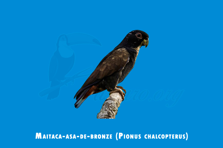 maitaca-asa-de-bronze (pionus chalcopterus)