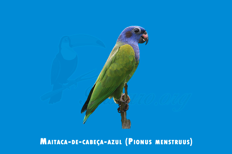 maitaca-de-cabeca-azul (pionus menstruus)