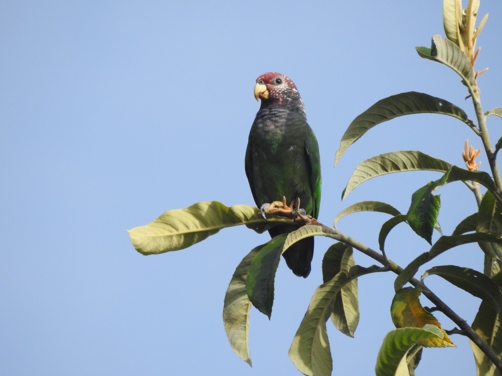 maitaca-de-cara-manchada