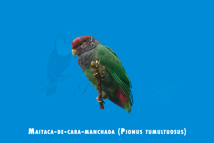 maitaca-de-cara-manchada (pionus tumultuosus)