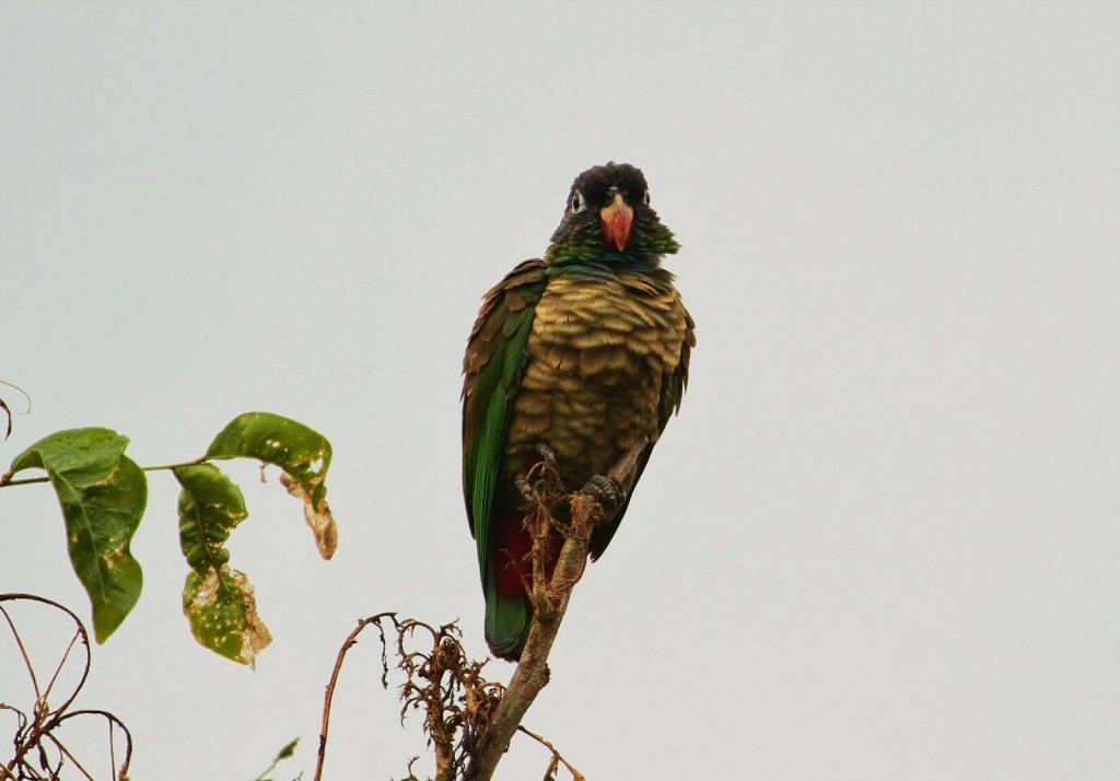 maitaca-de-peito-vermelho