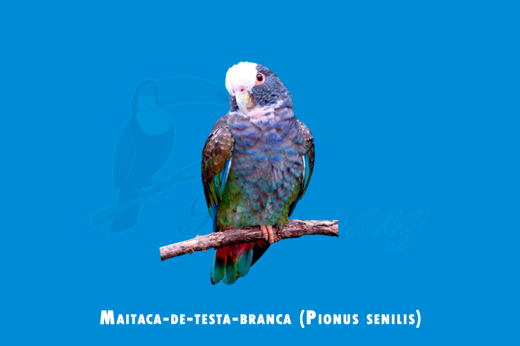 maitaca-de-testa-branca (pionus senilis)