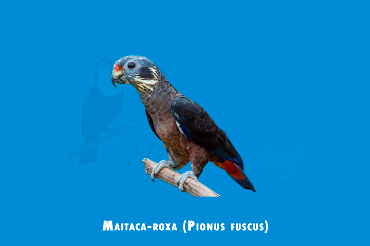 maitaca-roxa (pionus fuscus)
