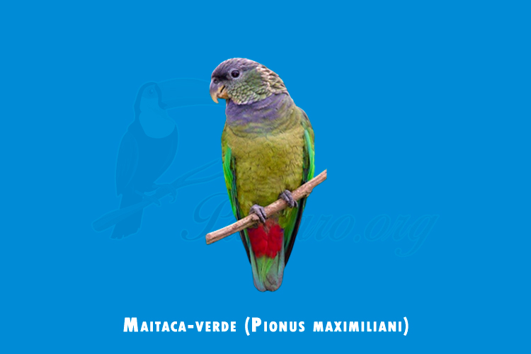 maitaca-verde(pionus maximiliani)