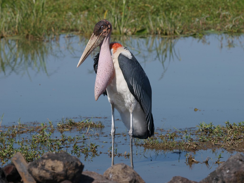 marabu africano