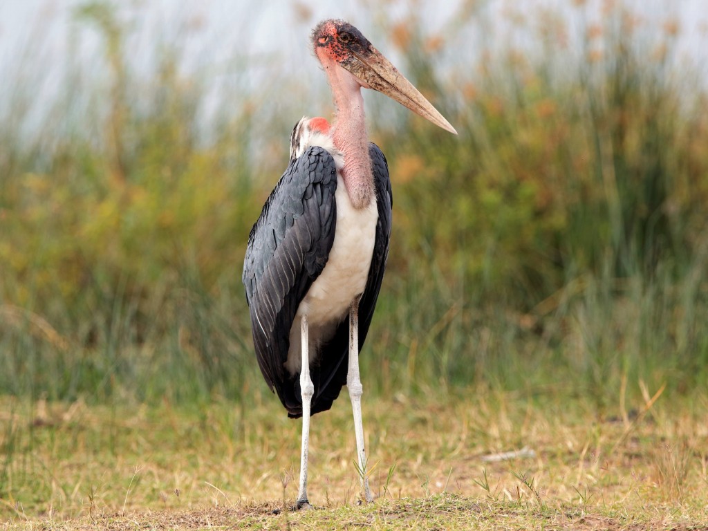 marabu africano