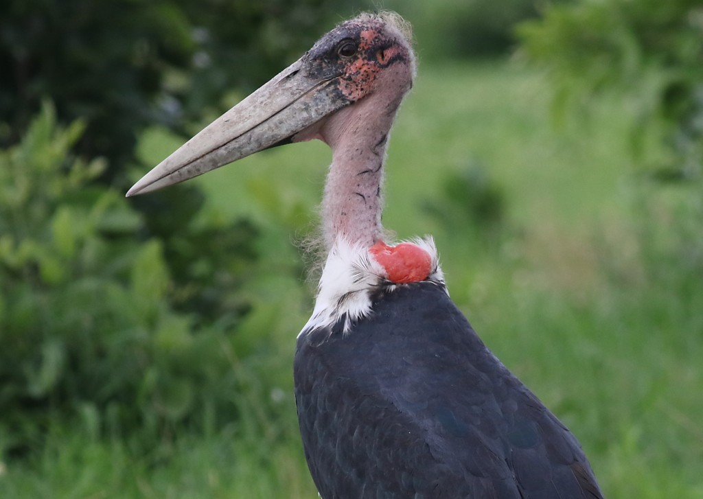 marabu africano