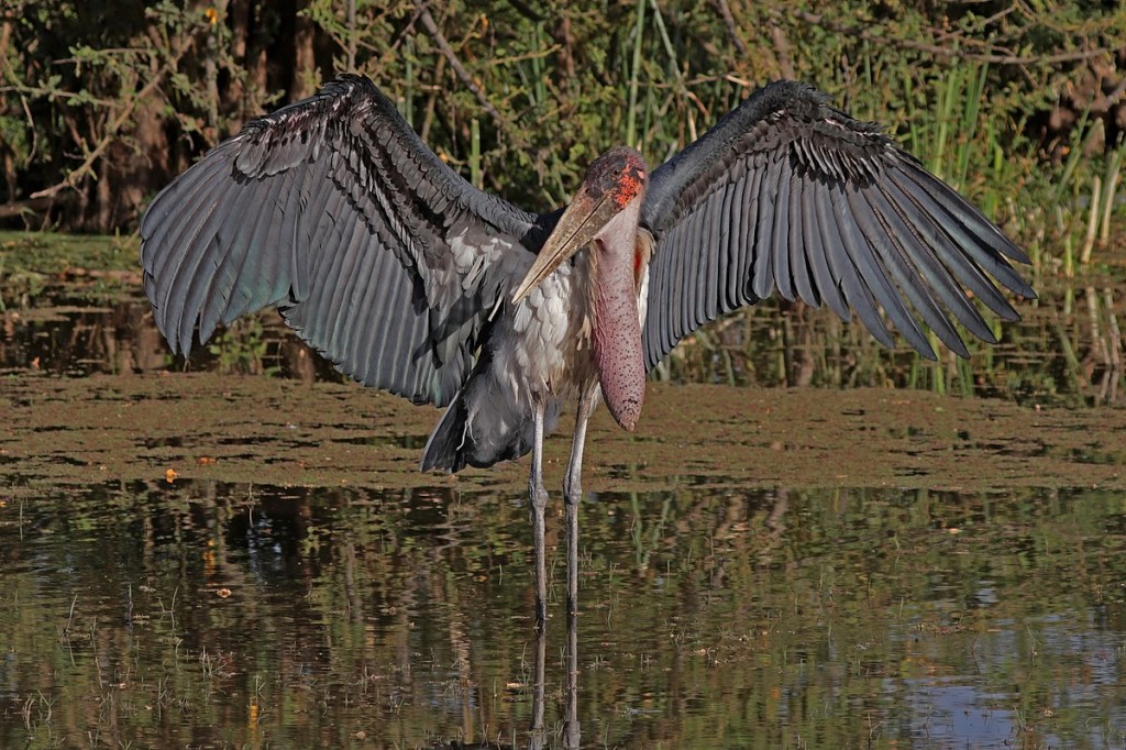 marabu africano