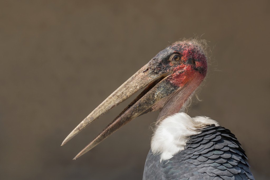 Marabu africano