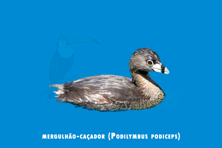 mergulhão-caçador (Podilymbus podiceps)