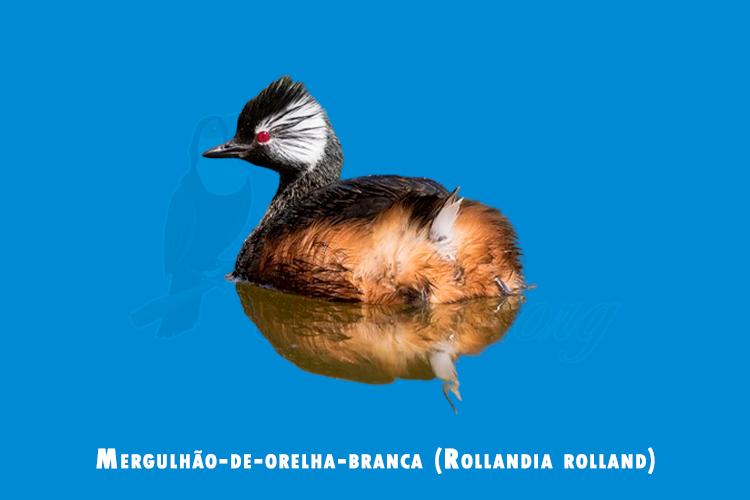 mergulhão-de-orelha-branca (Rollandia rolland)