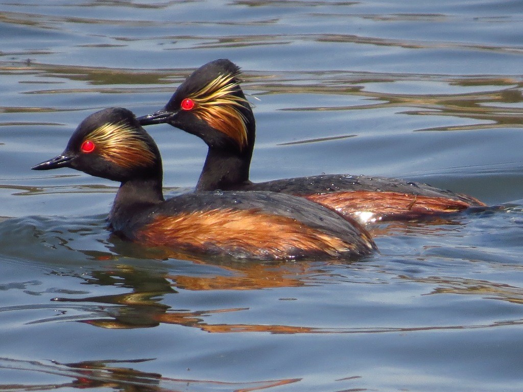 mergulhao-de-pescoco-preto