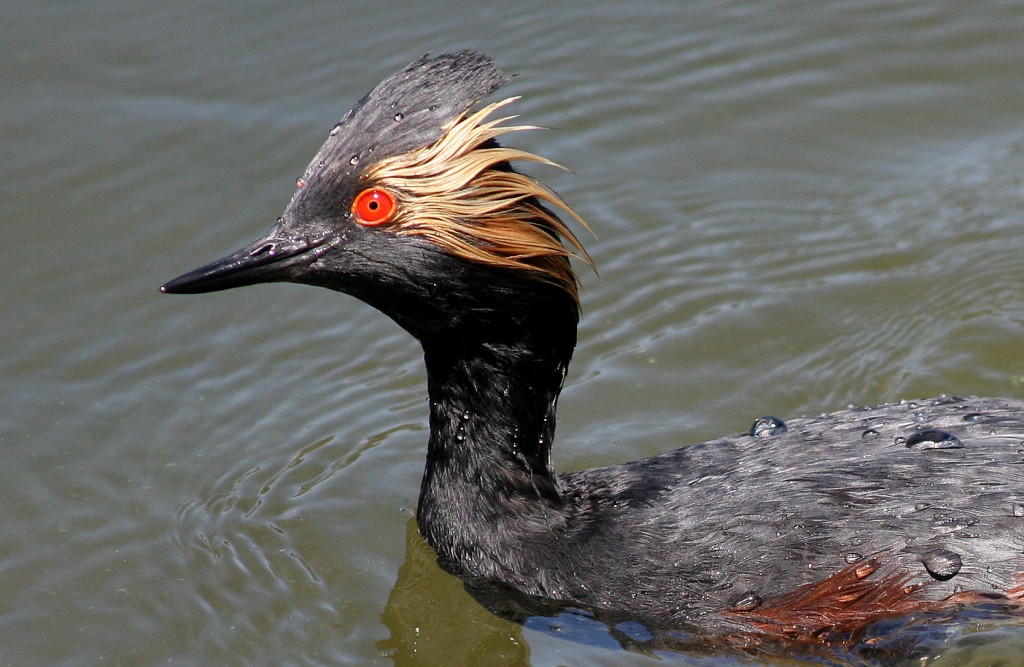 mergulhao-de-pescoco-preto