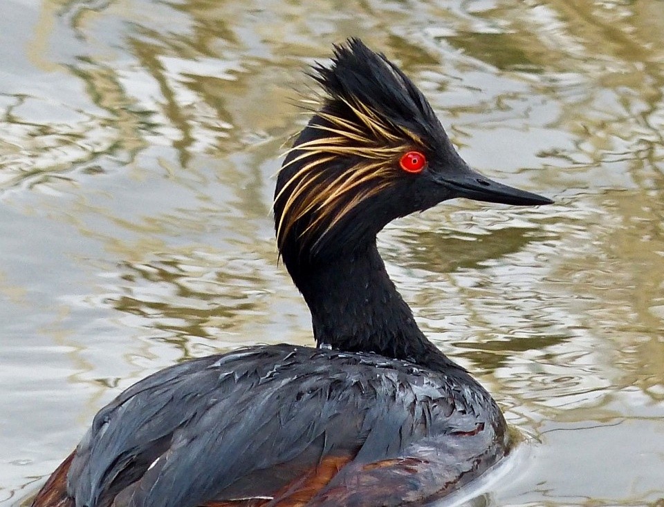 mergulhao-de-pescoco-preto