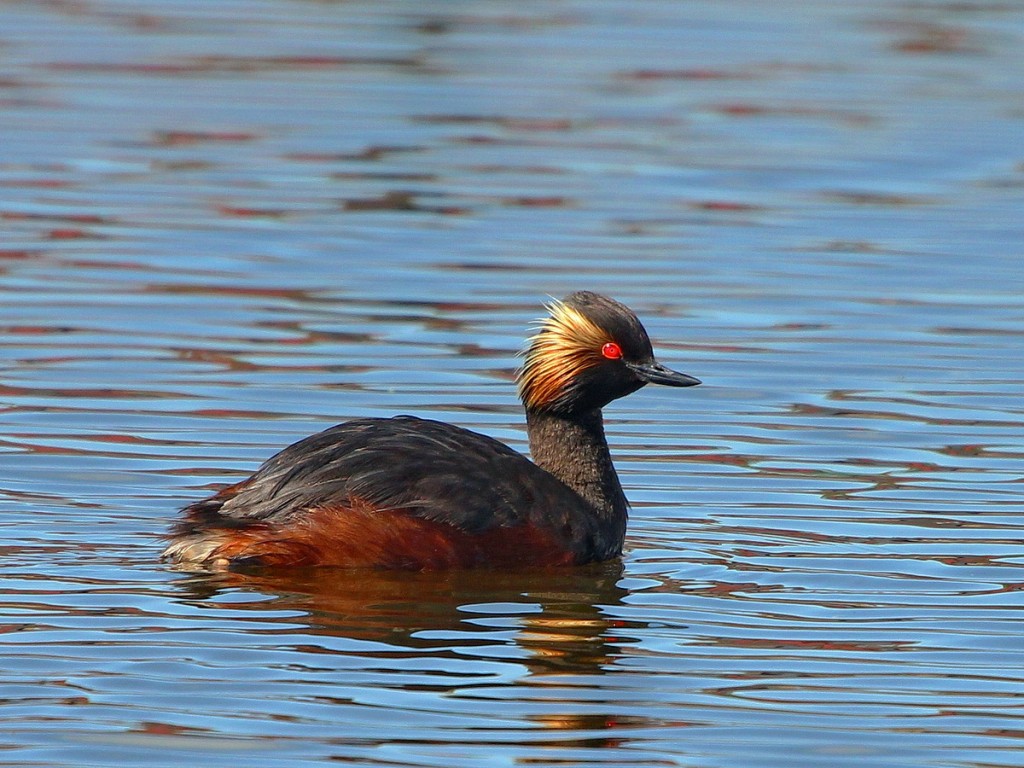 mergulhao-de-pescoco-preto