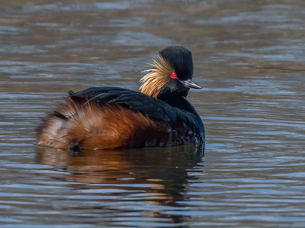 mergulhao-de-pescoco-preto