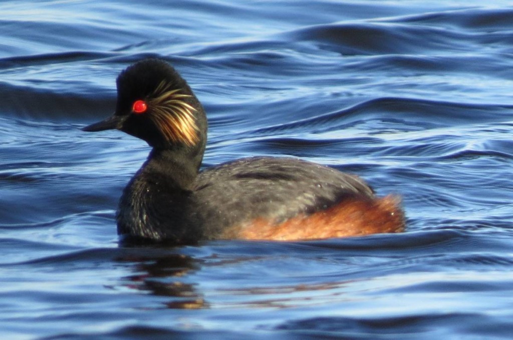 mergulhao-de-pescoco-preto