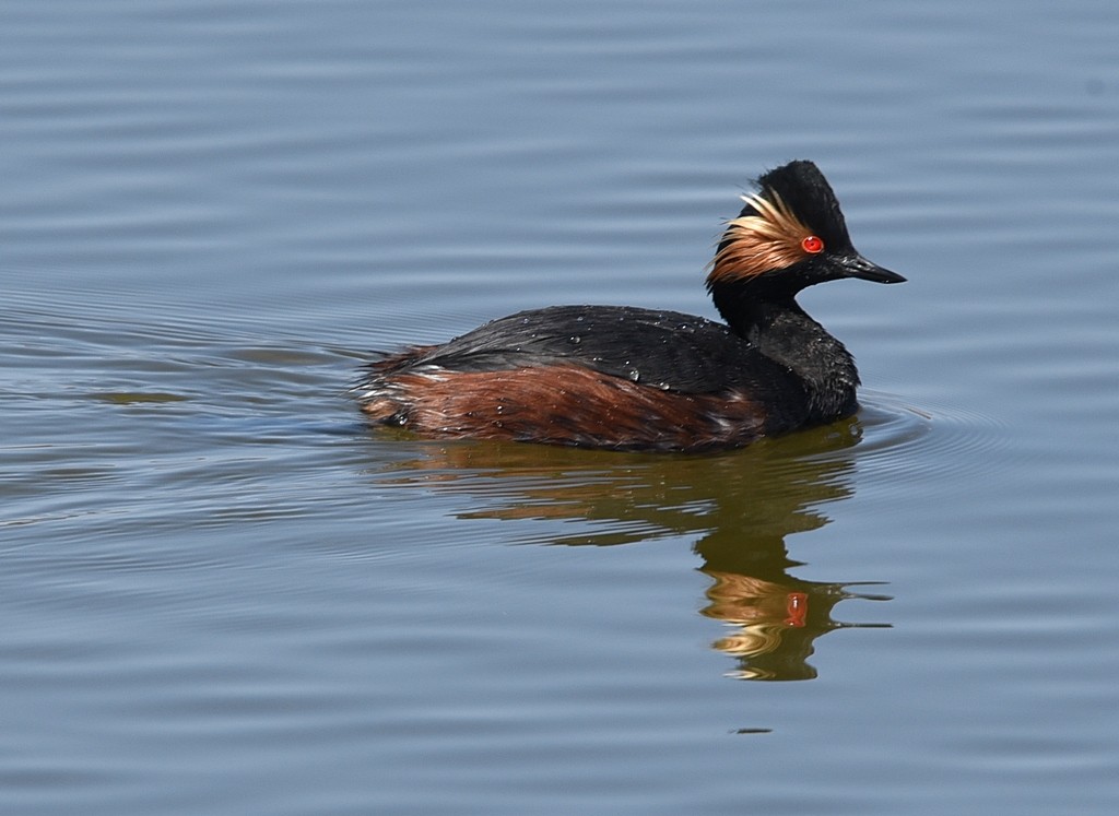 mergulhao-de-pescoco-preto