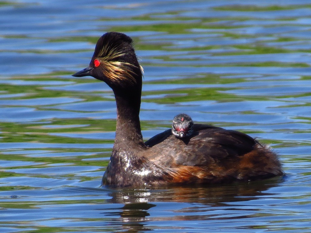 mergulhao-de-pescoco-preto