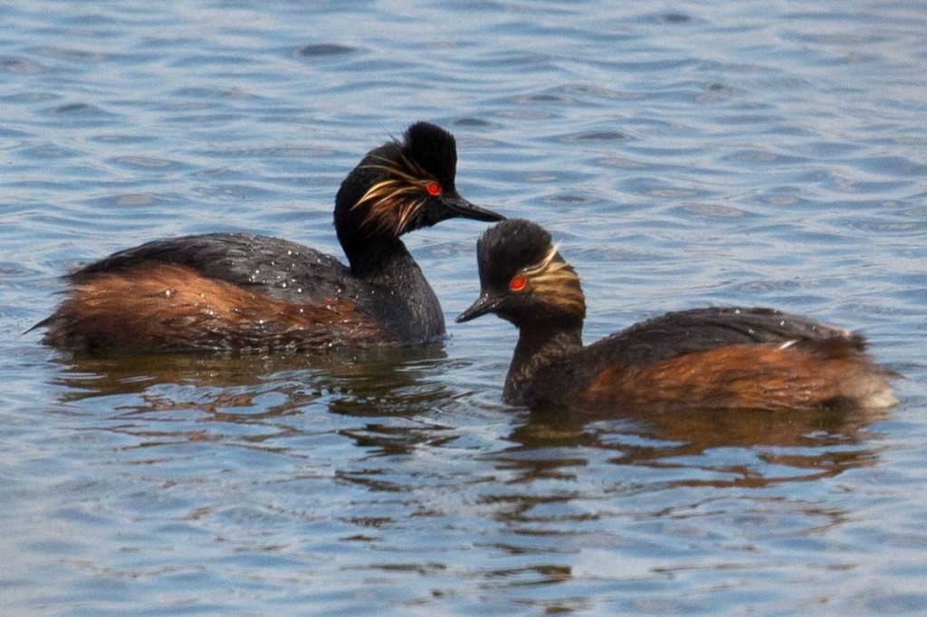 mergulhao-de-pescoco-preto