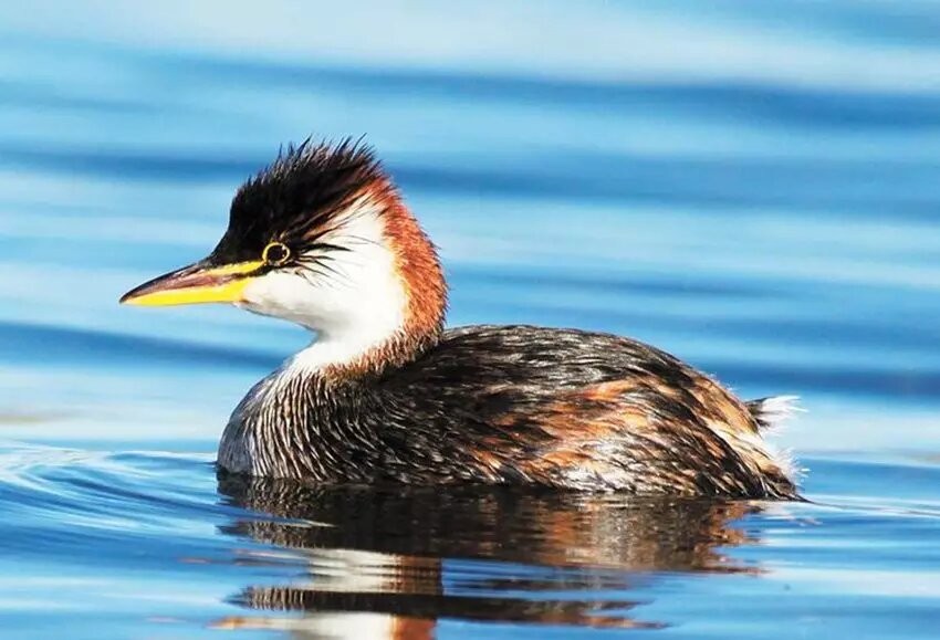 mergulhao-do-titicaca