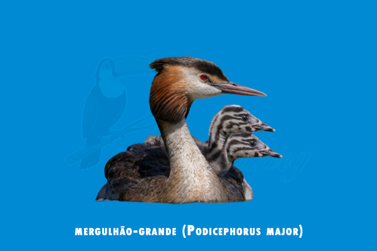 mergulhão-grande (Podicephorus major)