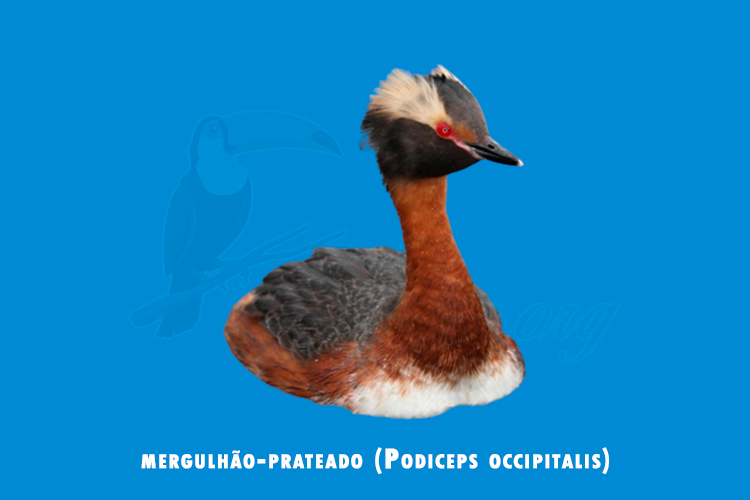 mergulhão-prateado (Podiceps occipitalis)