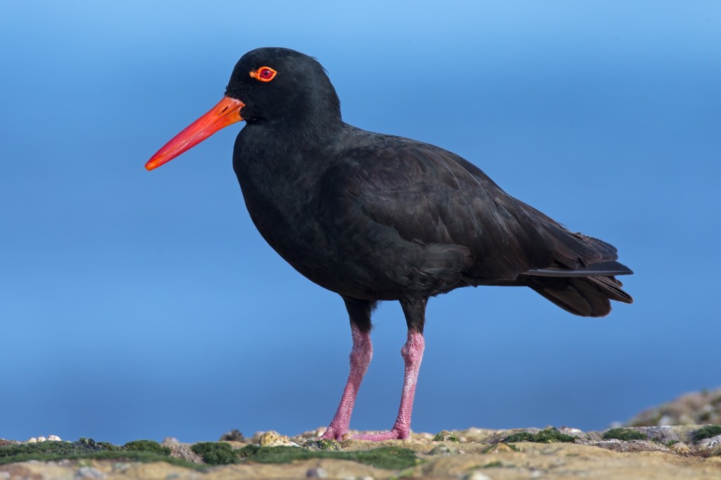 ostraceiro africano 