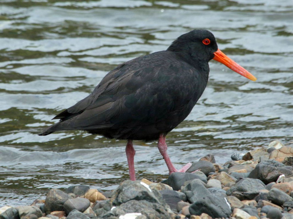 ostraceiro africano