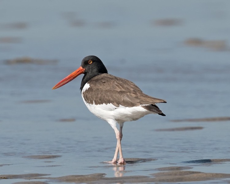 ostraceiro de magalhaes 