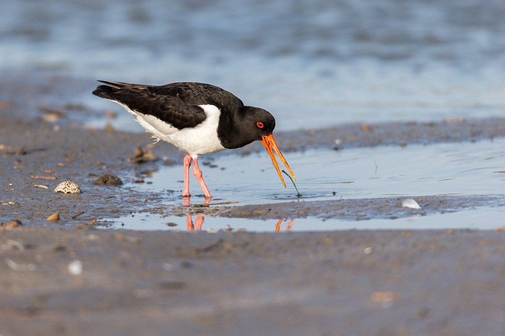 ostraceiro de magalhaes