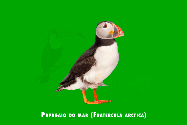papagaio do mar ( Fratercula arctica )