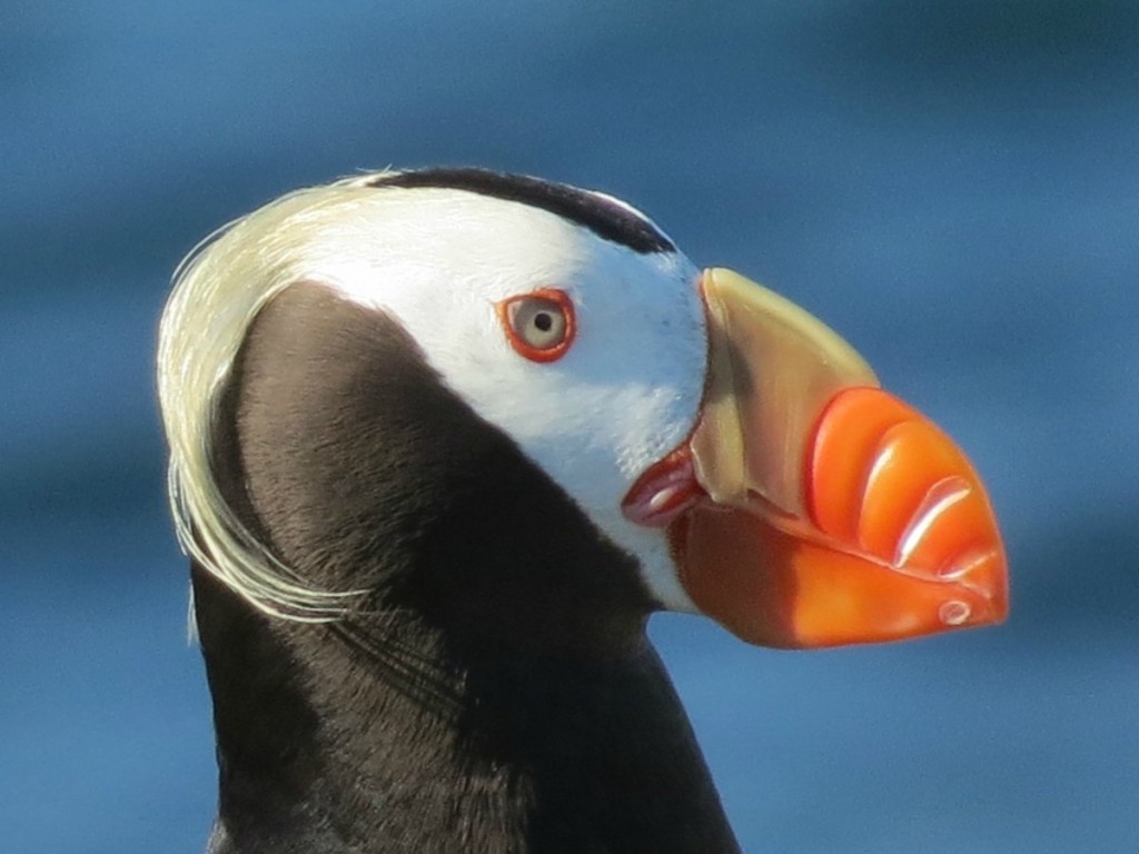 papagaio-do-mar com crista