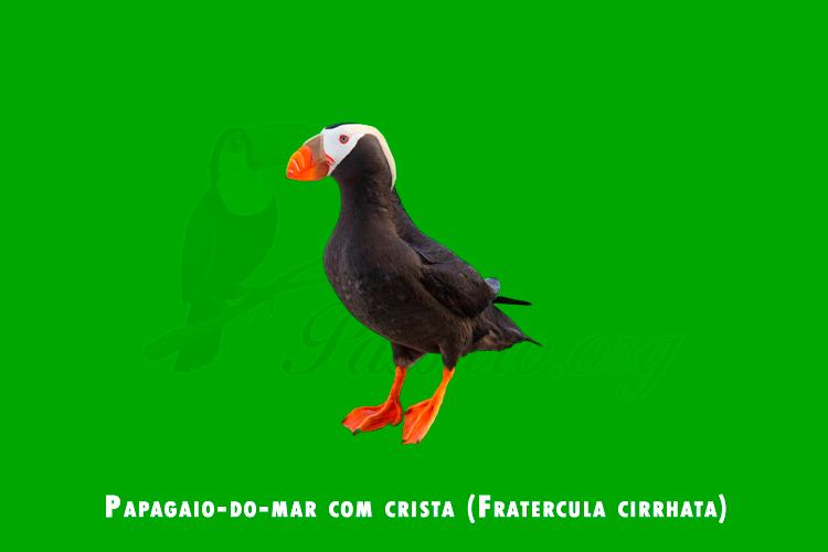 papagaio-do-mar com crista (Fratercula cirrhata)