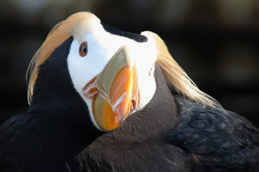 papagaio-do-mar com crista