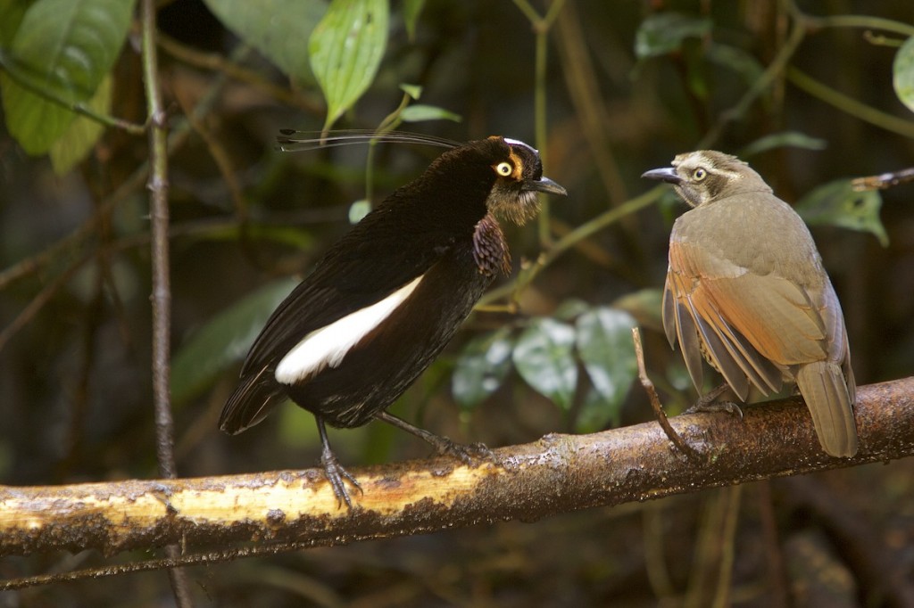 parotia-ocidental