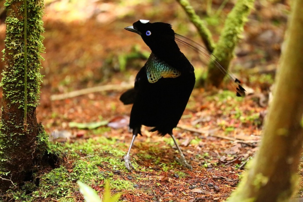 parotia-ocidental