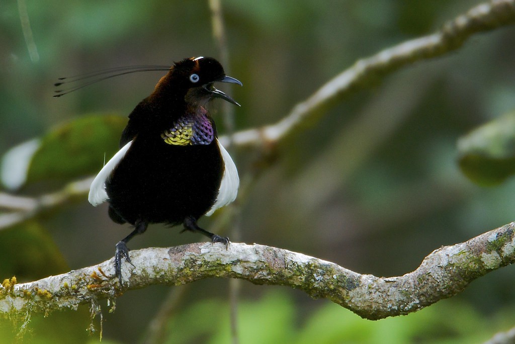 parotia-ocidental