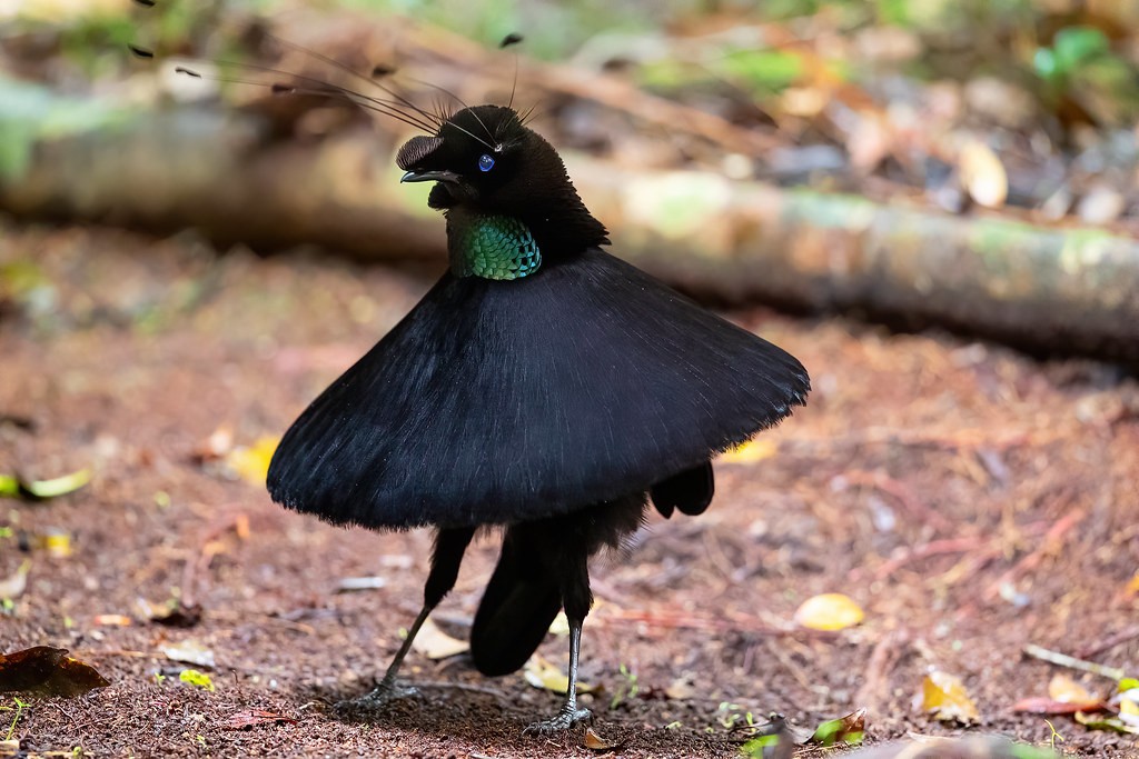 parotia-ocidental