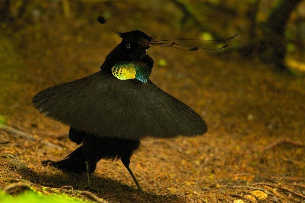 parotia-ocidental