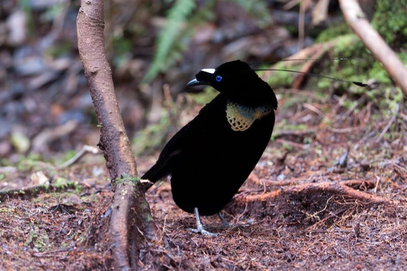 parotia-ocidental