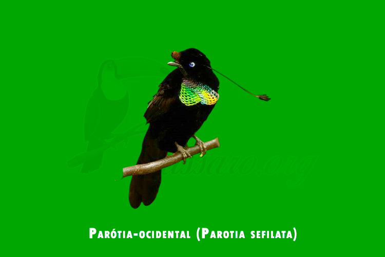 parotia-ocidental ( parotia sefilata