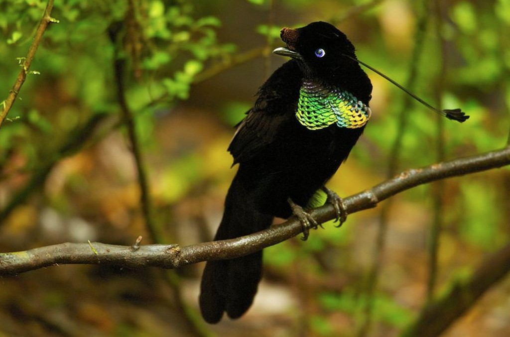 parotia-ocidental