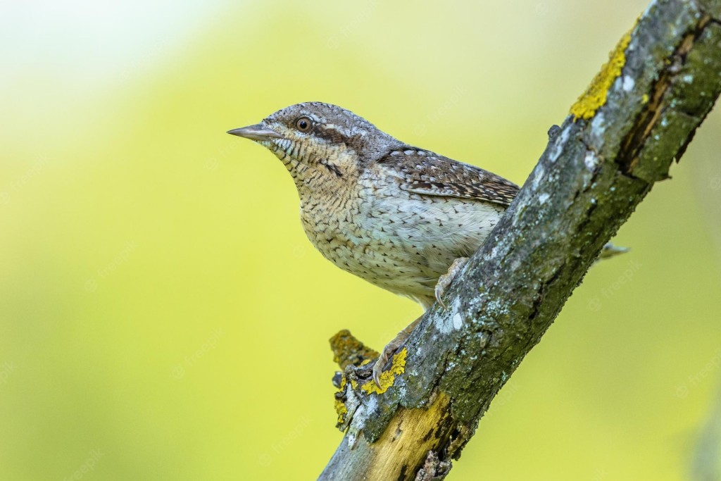 passaro torcicolo